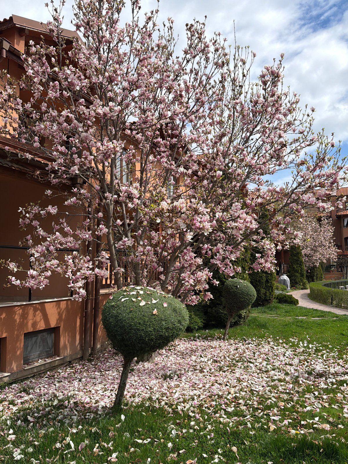 Magnolia tree blooms in Plovdiv residential area