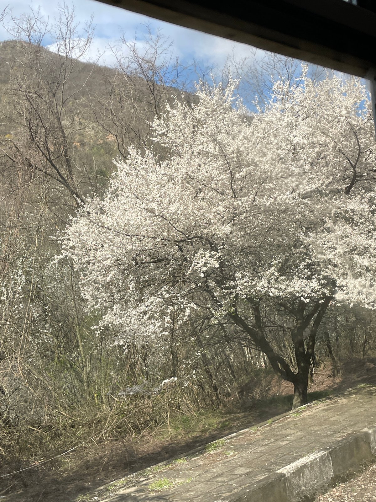 Spring blooms frame mountain view in Bulgarian village window