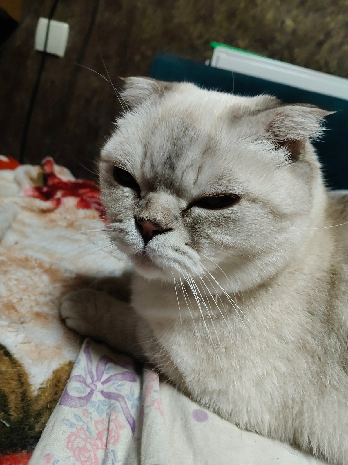 Cats, dolls, flowers, and art from a Kharkiv home