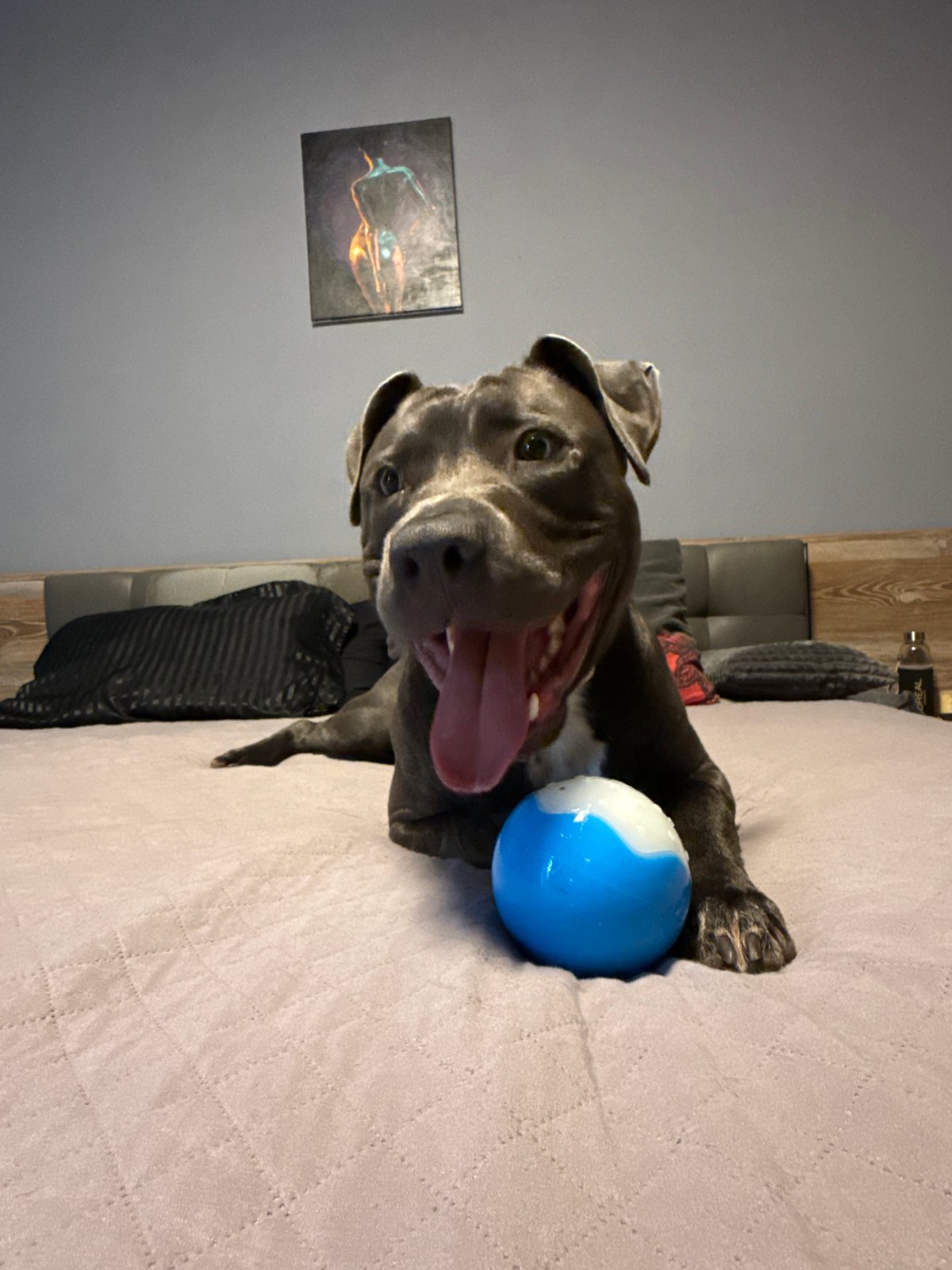 Pit bull and friends playing with tennis balls in Varna