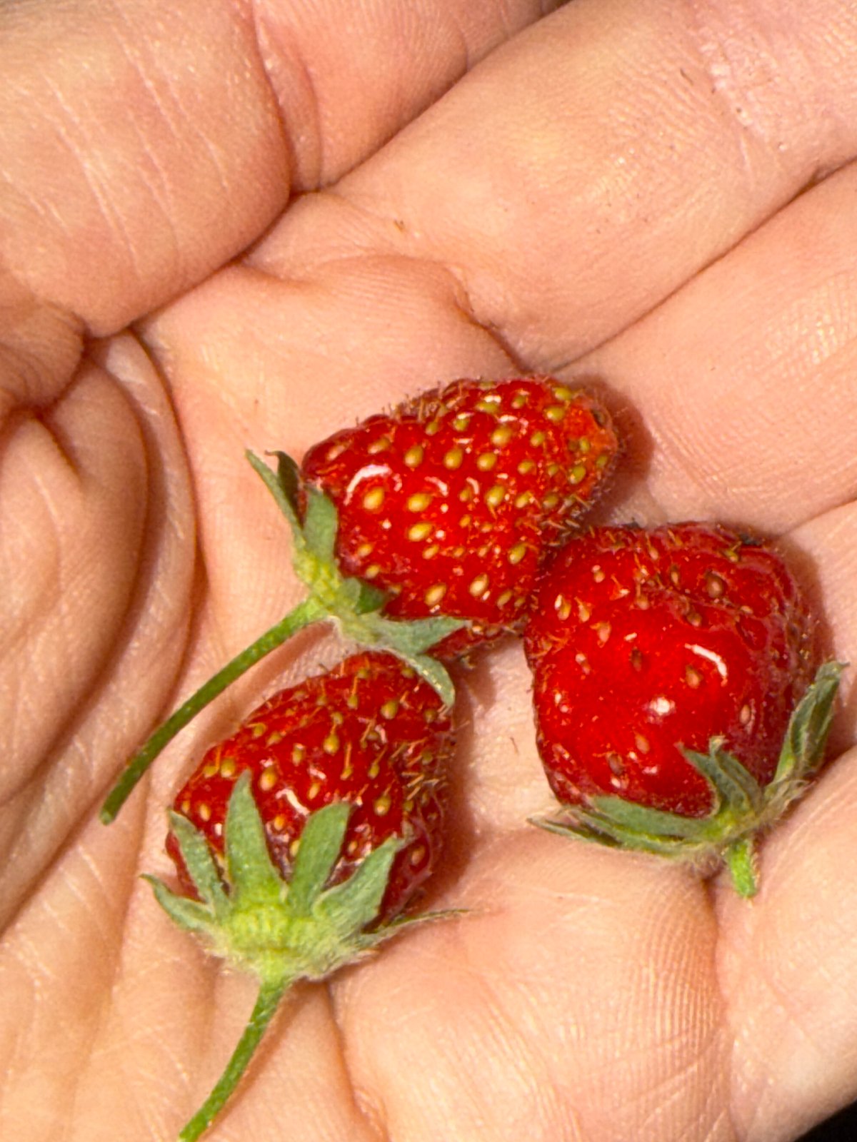 Person holds strawberries, captures cryptic luxury brand text in Erba