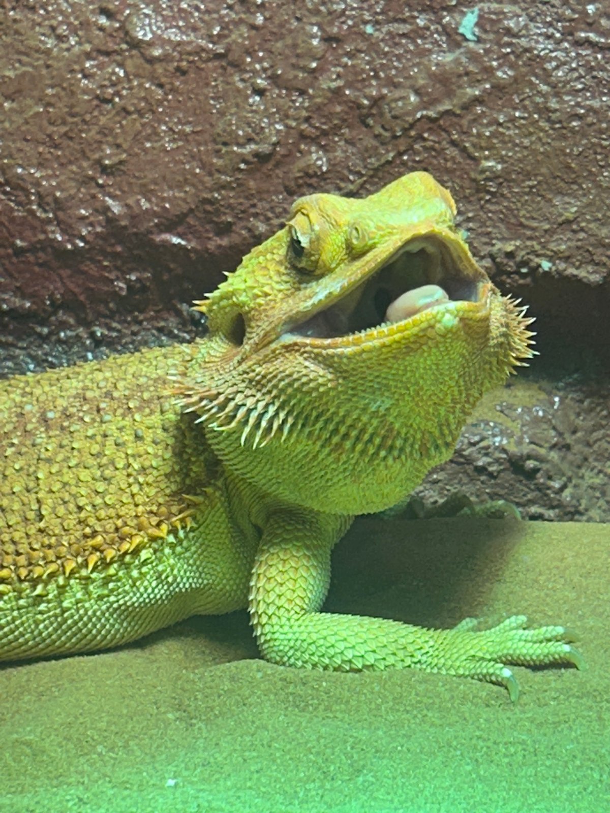 Inside Aquaria KLCC: reptiles, meerkats, and the tunnel walk