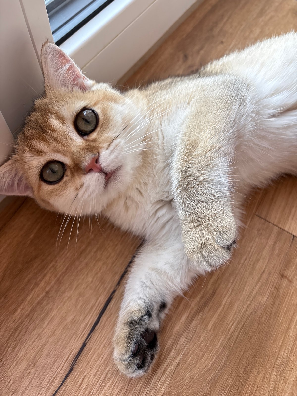 Cat fully relaxed on wooden floor, Bönnigheim