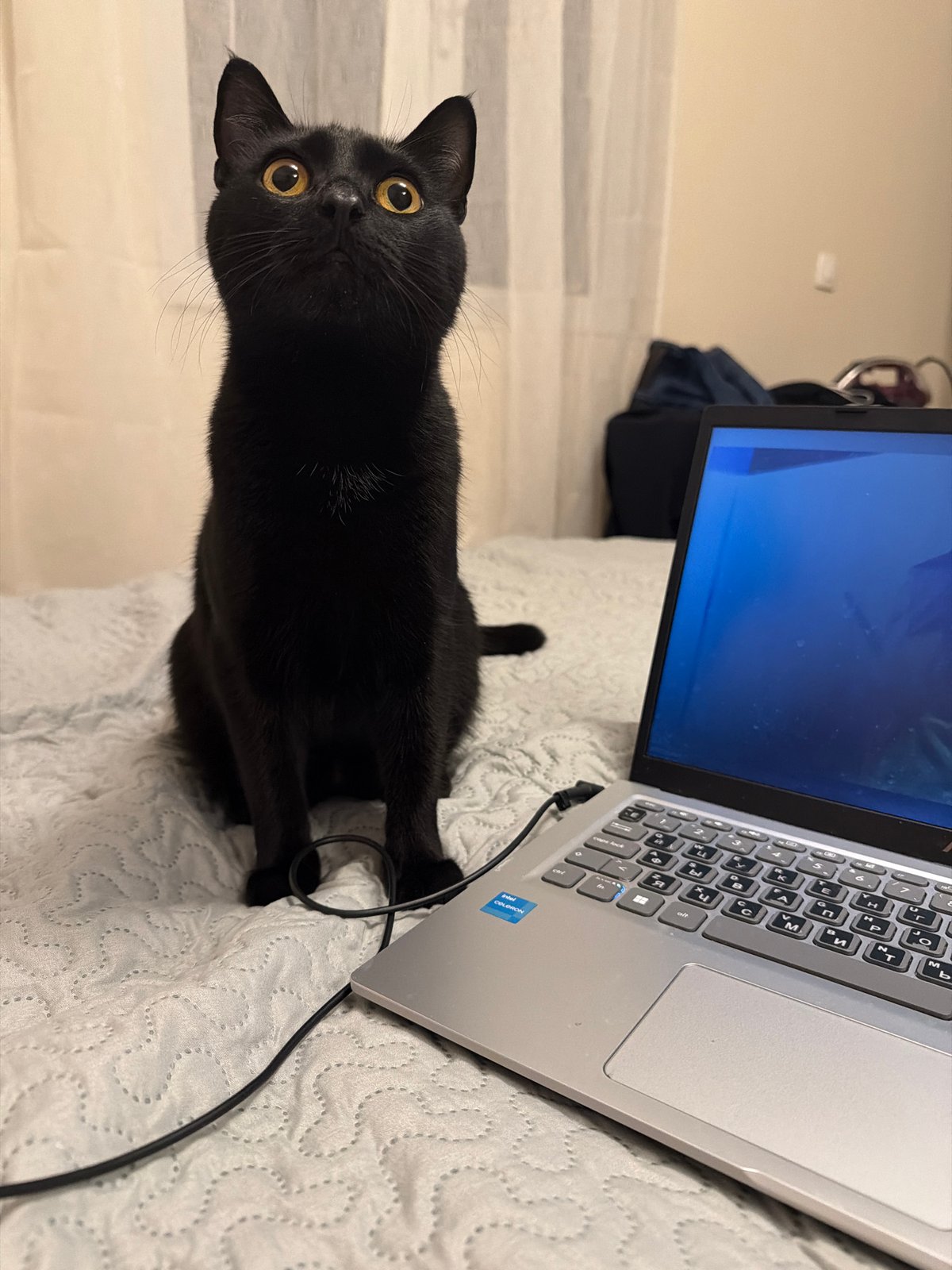 Black cat rests near laptop in Montenegro home