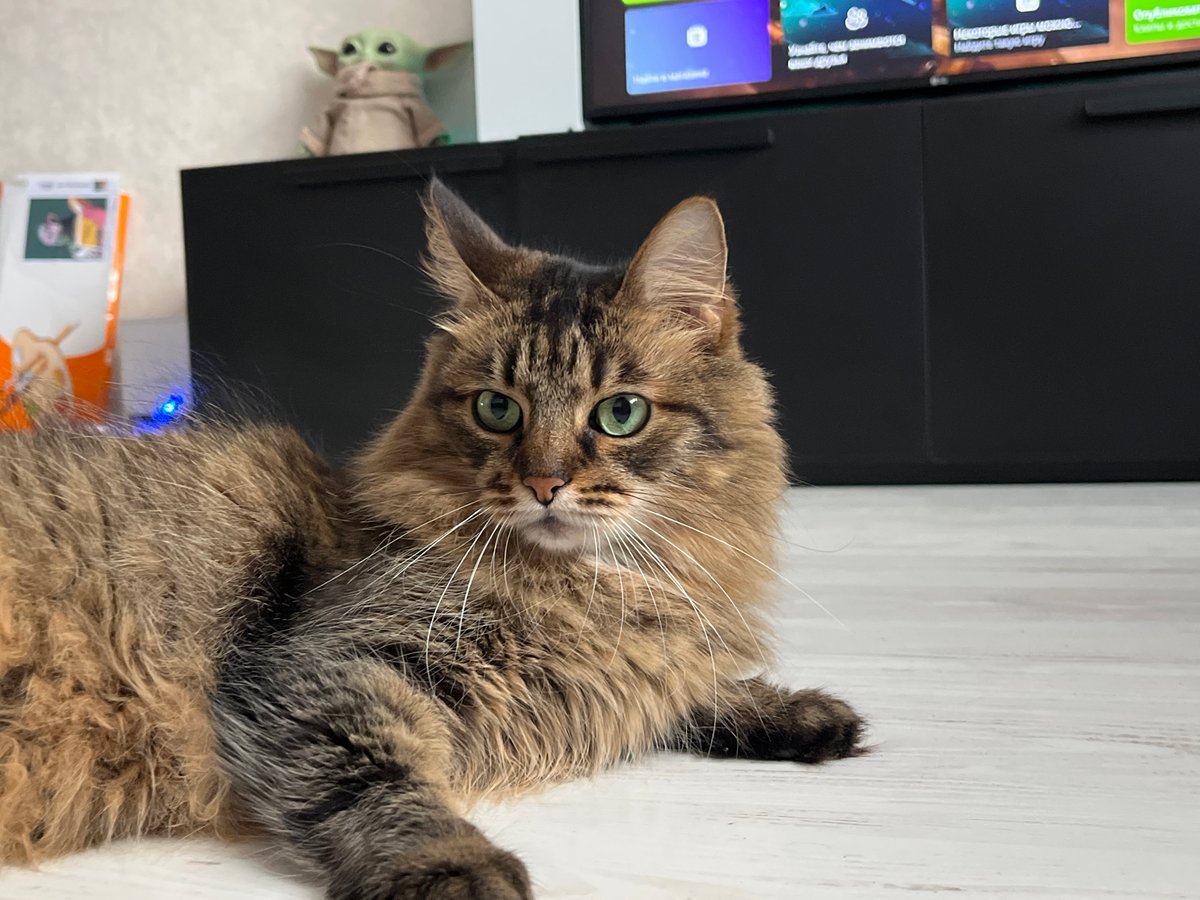 Green-eyed tabby cat chilling on a wooden floor in Babruysk