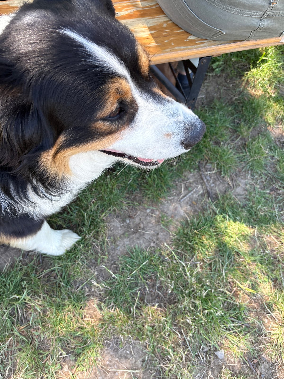 Backyard moments with tricolor dog and chickens in Hrabarsko