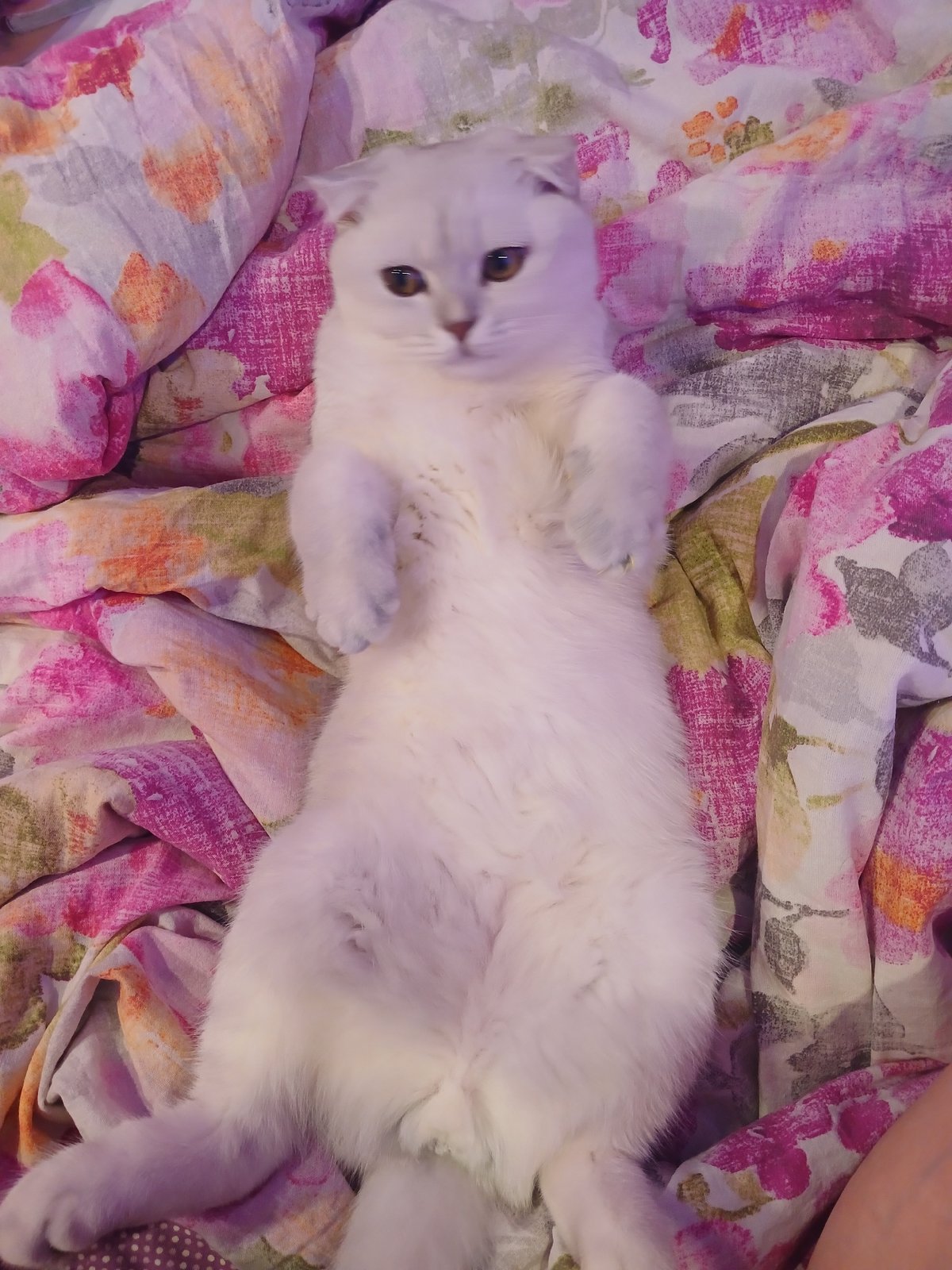 Family moments with white cat captured in Noviy, Russia