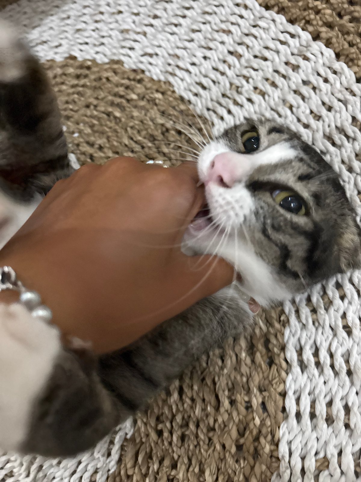 Tabby cat plays with human on woven rug