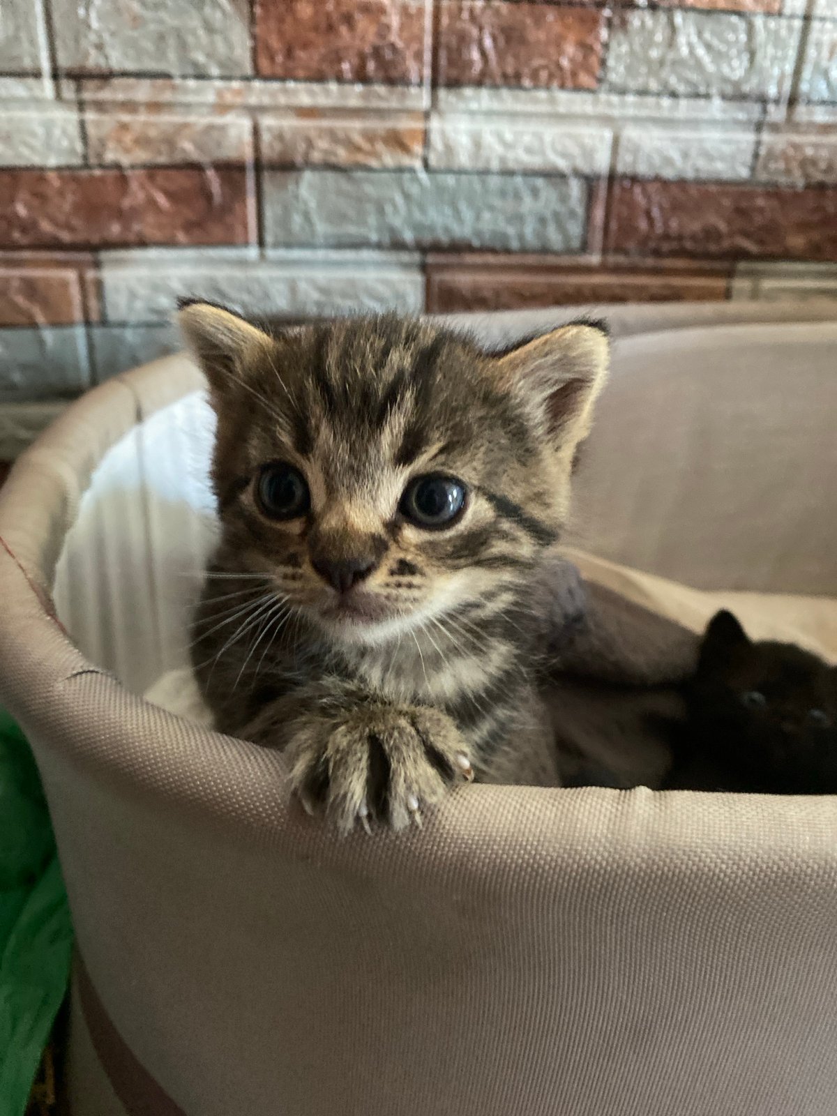 Midsummer backyard life in Romny: kittens, grilling, and a garden in bloom