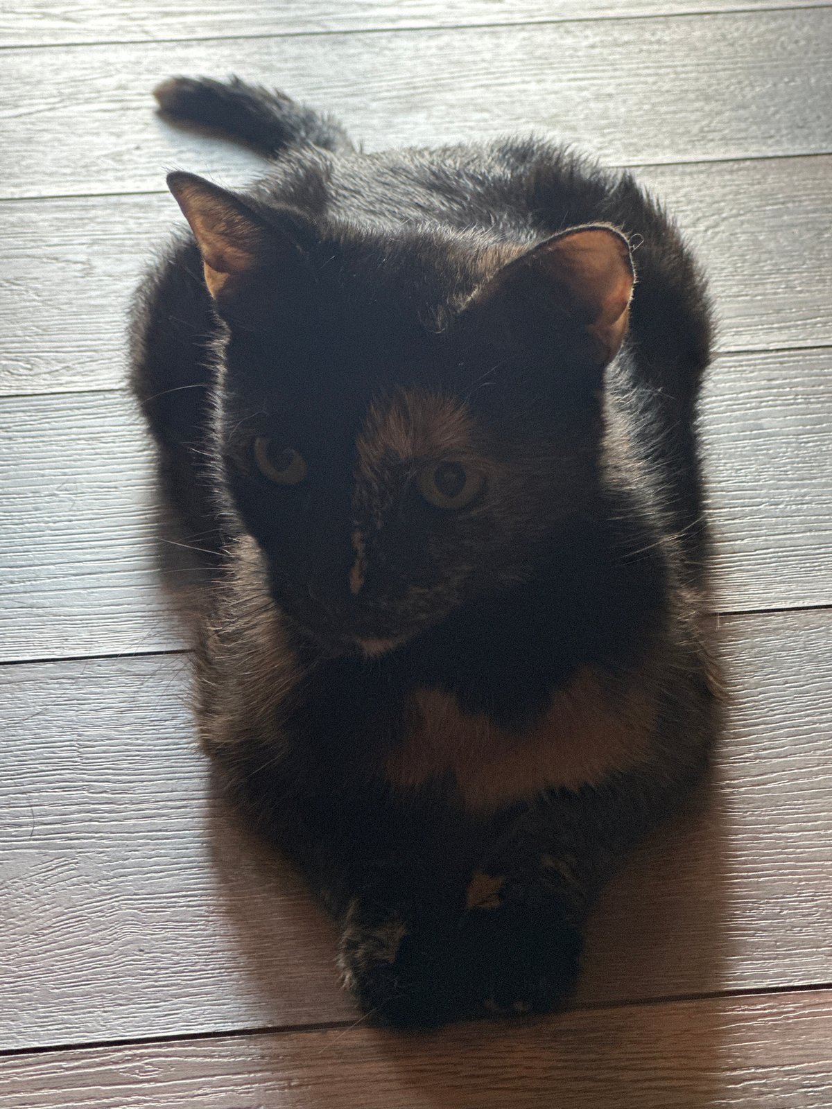 Cats at home in Virki, Russia — close-ups and full-body shots