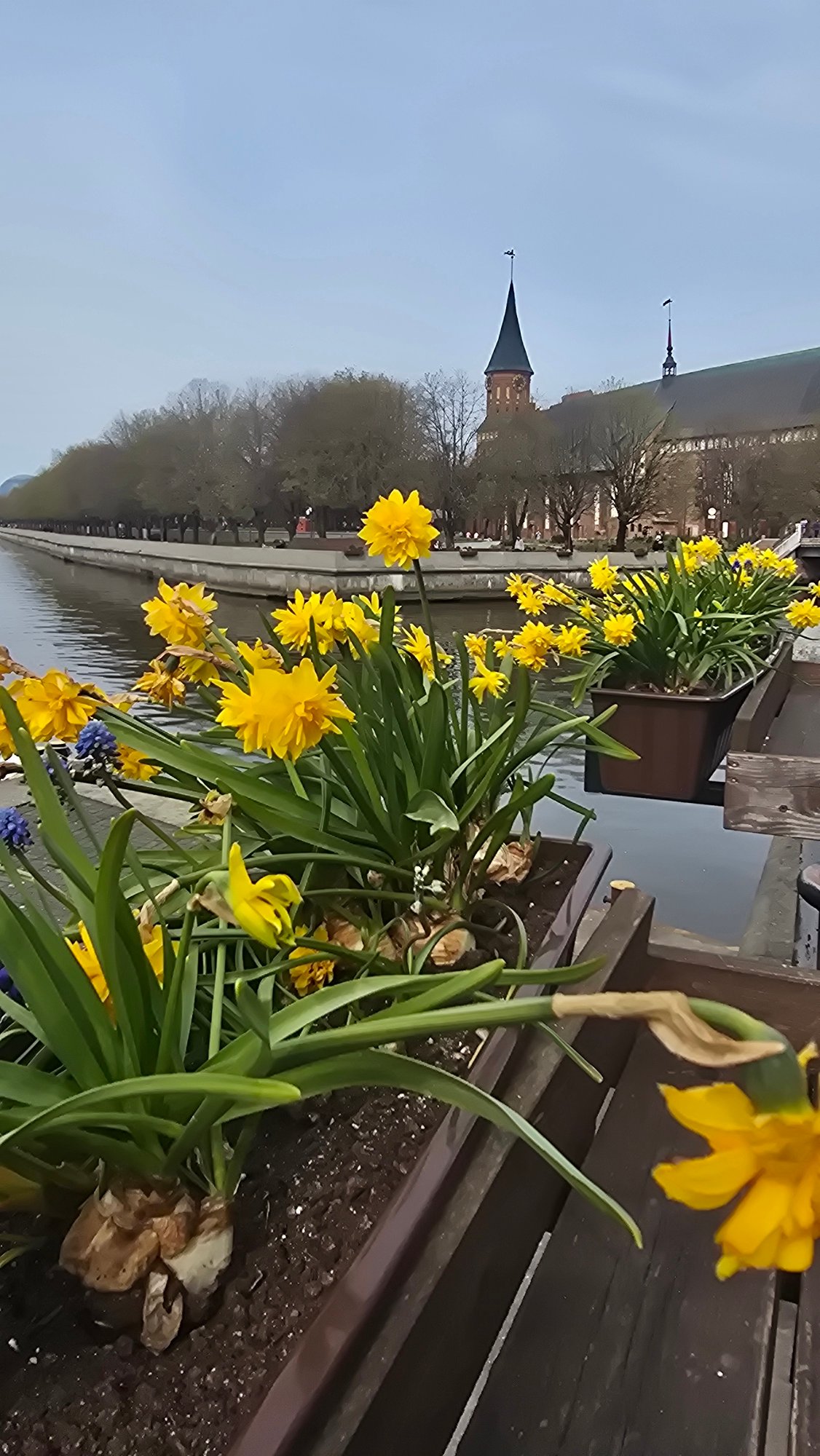 Spring blooms and landmarks documented across Kaliningrad waterways
