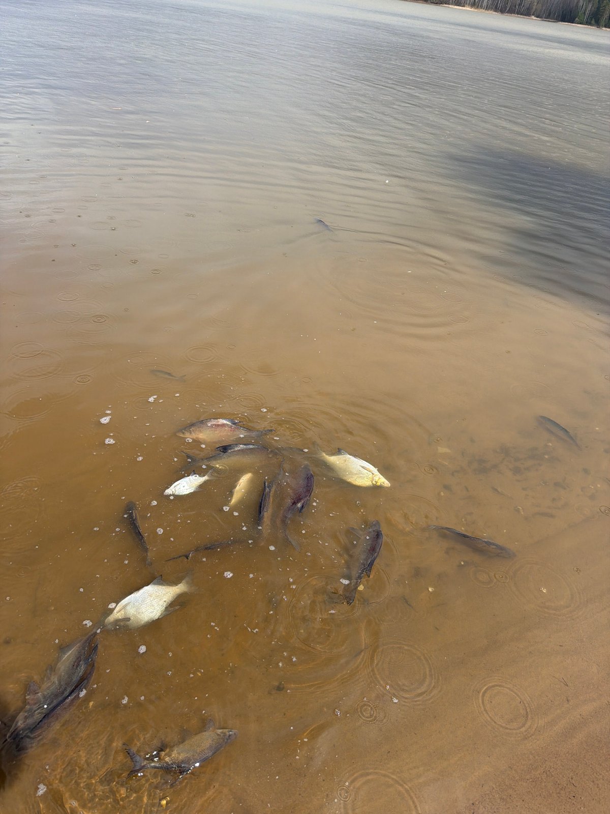 Fishing operation nets 8kg catch on Kama River, Chaykovsky