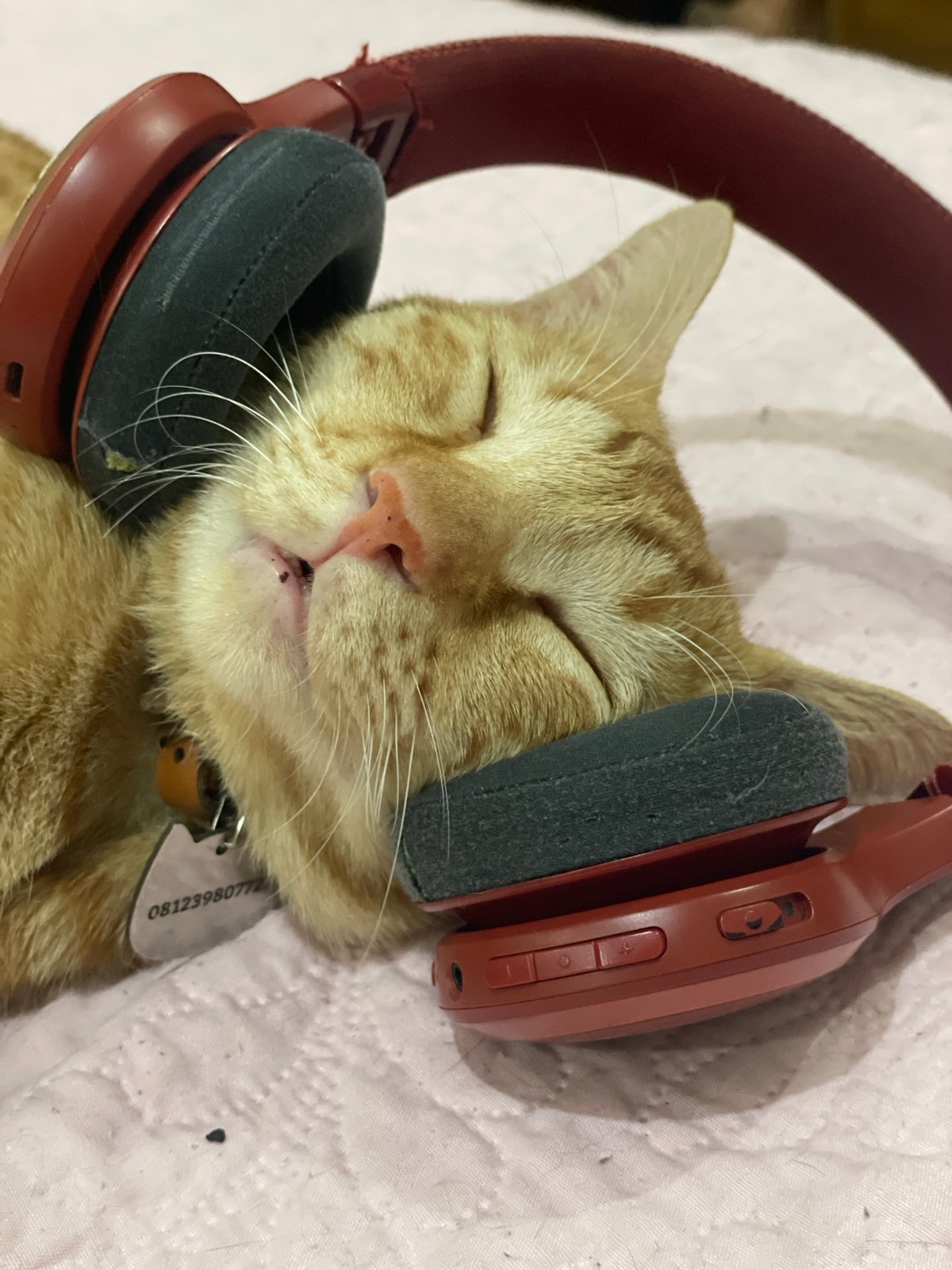 Orange tabby snoozes in headphones on a pink blanket