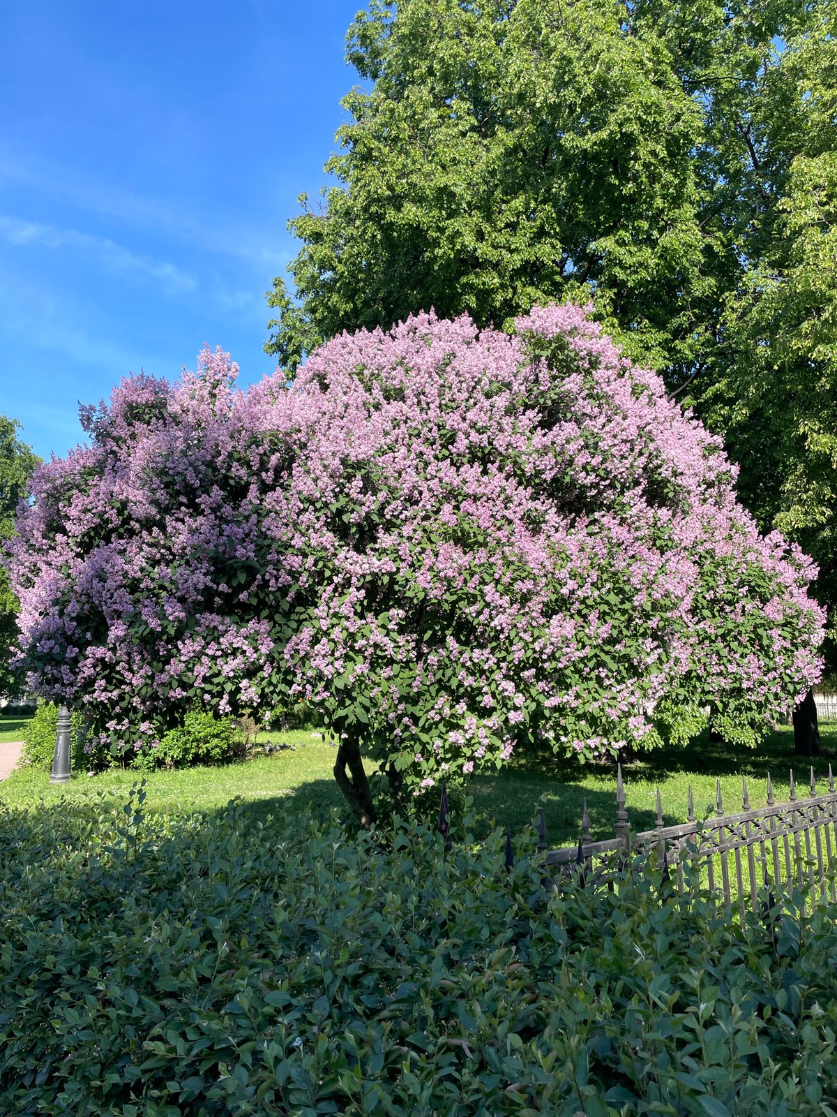Woman takes selfie among blooming lilacs in Saint Petersburg park