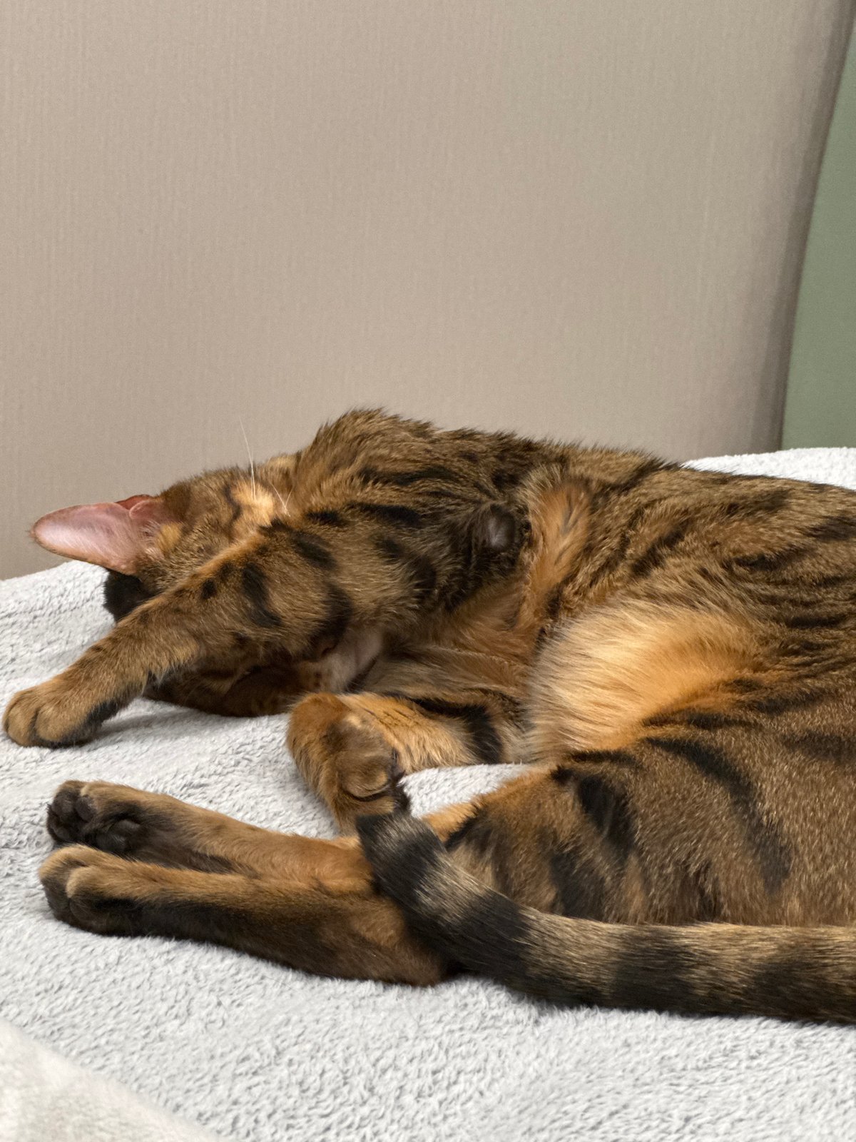 Cats observed sleeping and playing in home settings