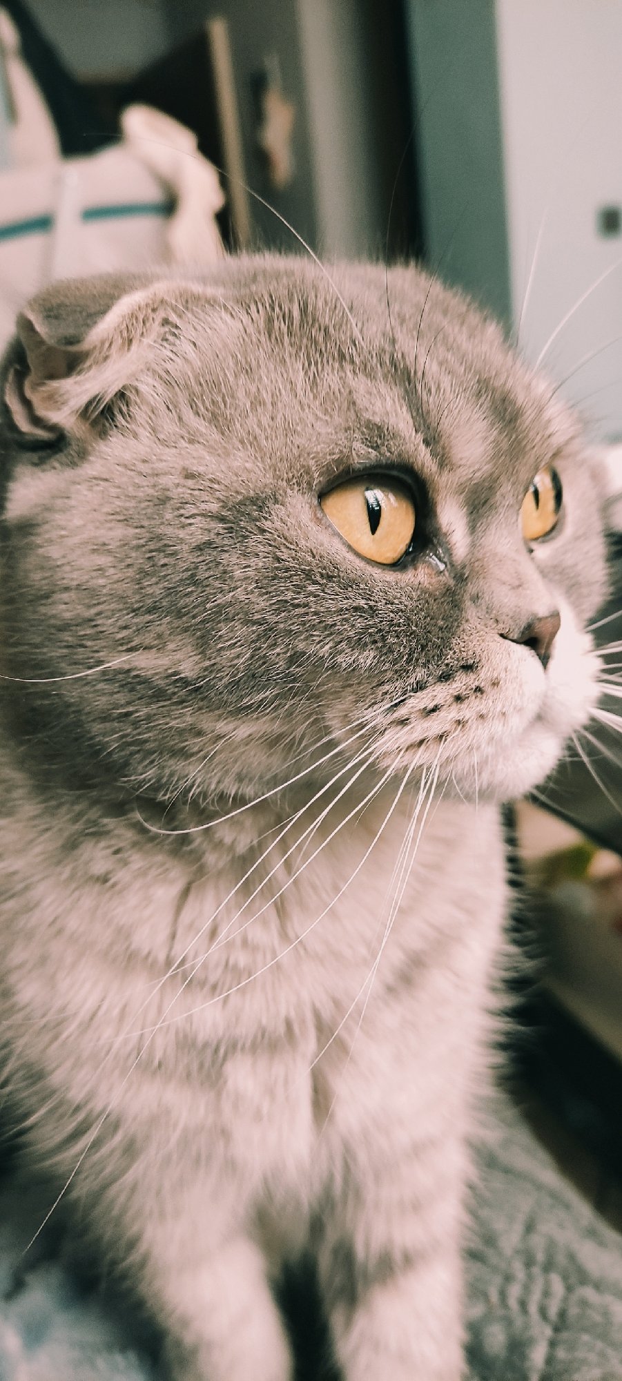Domestic life moments with pets documented in Fryazino