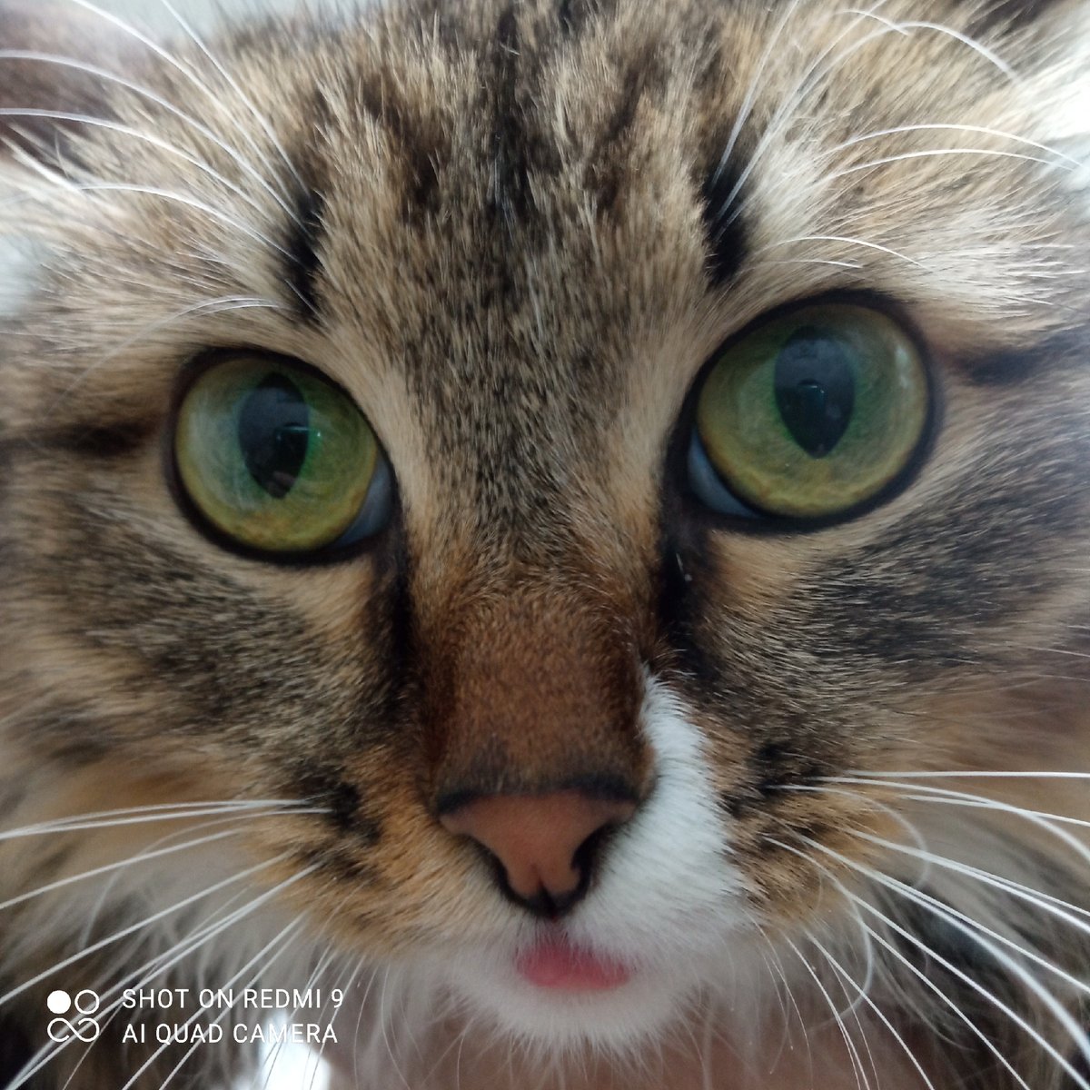 Casual photography session captures cats and portraits in Chaikovsky