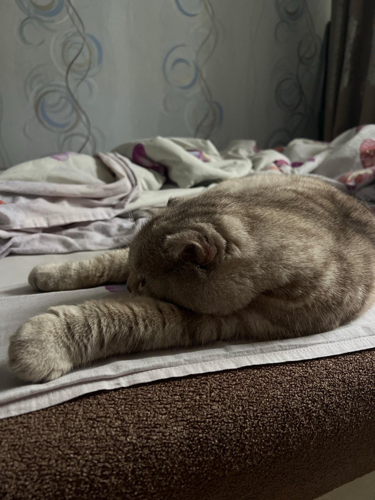 Woman documents morning routine in Chaikovsky apartment with cat
