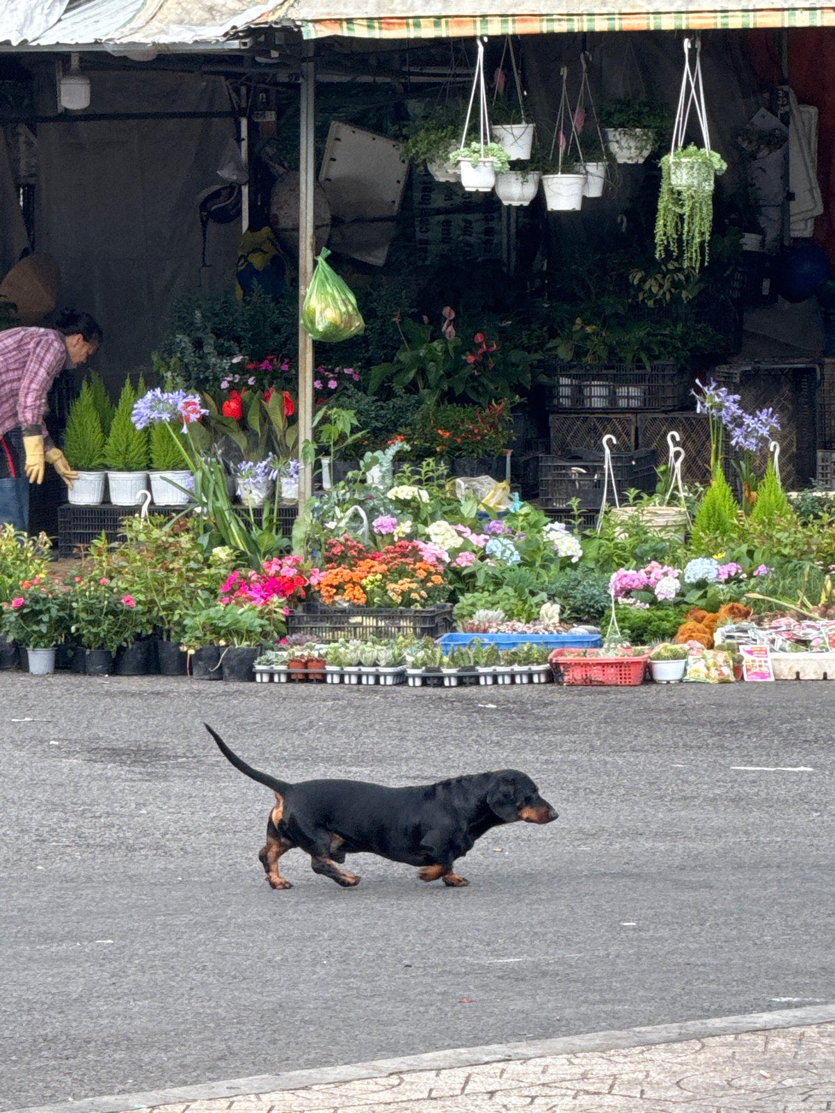 Da Lat's flower market buzzes with vendors, produce, and street life