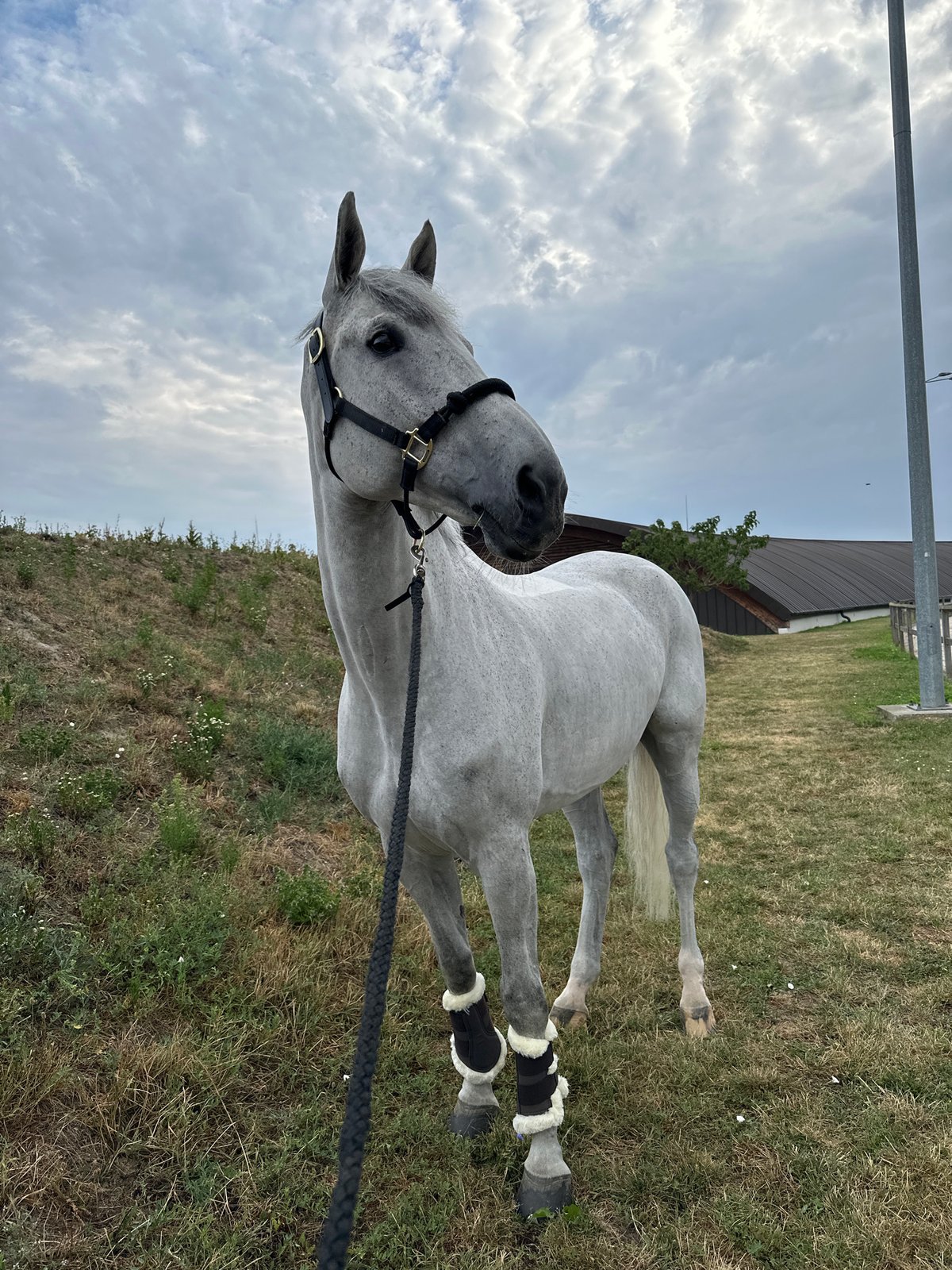 Dappled grey horse in tack stands on grassy Slovak field