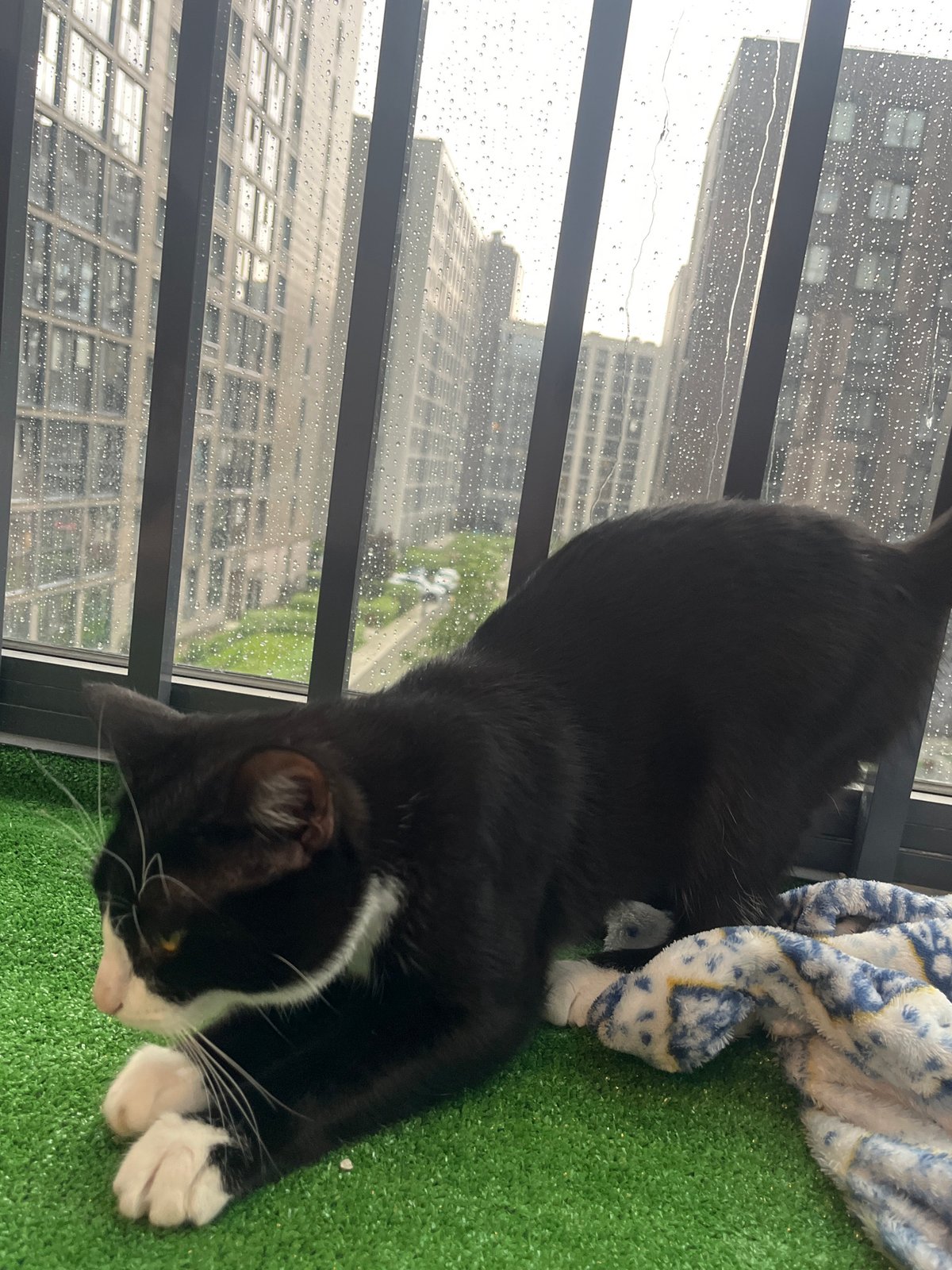 Rainy afternoon with beloved cat in Saint Petersburg apartment