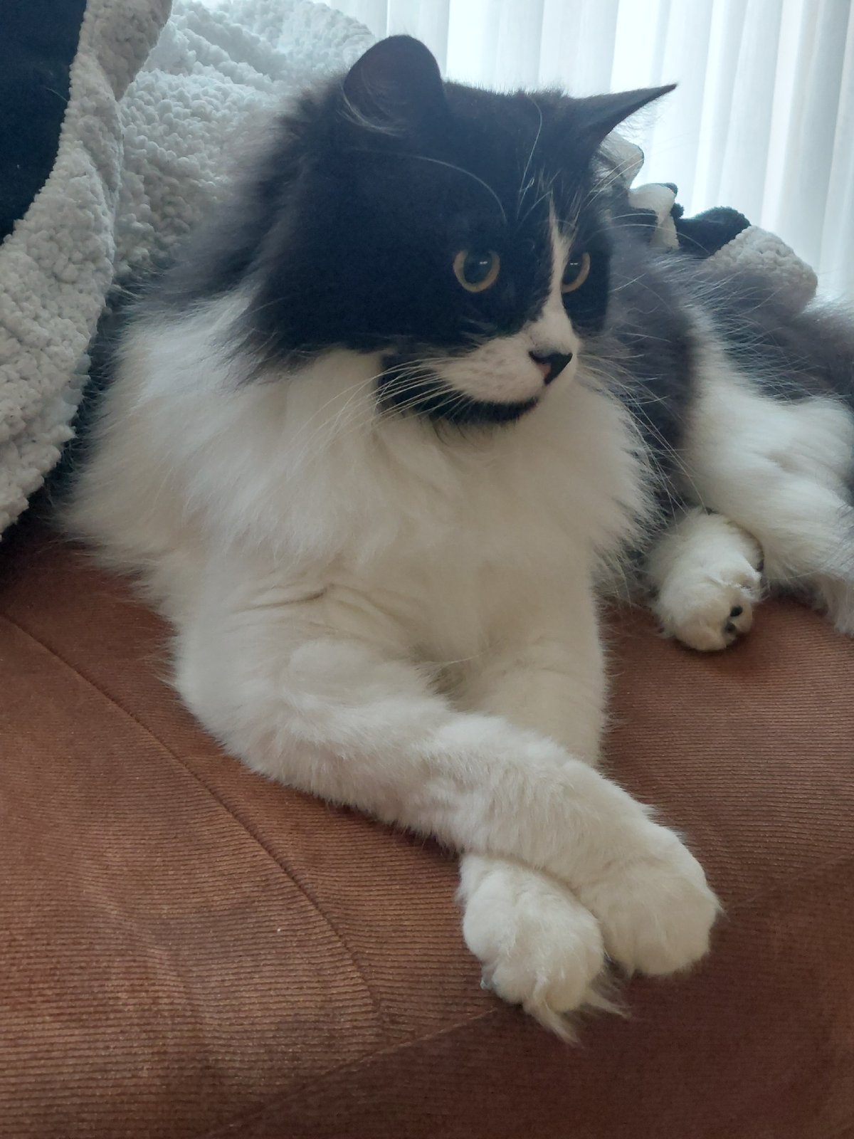 Tuxedo cat rests on sofa in Plovdiv home