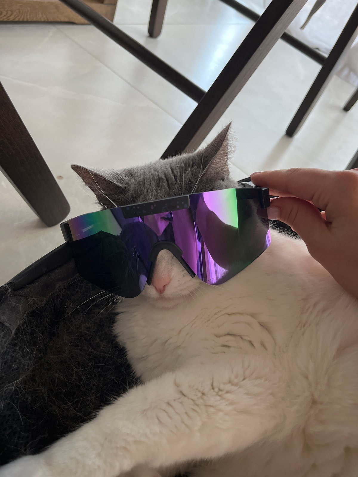 Cat tries on sunglasses in Cyprus eyewear photoshoot