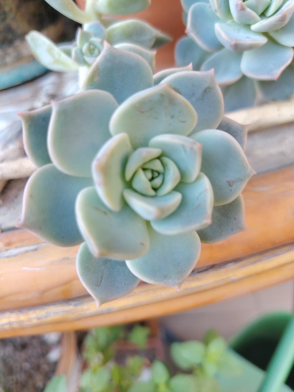 Morning spent photographing flowers, succulents, and butterflies in Konyaaltı