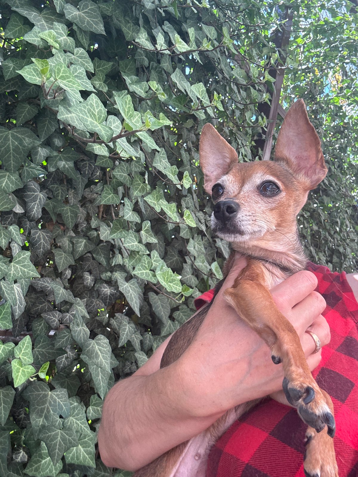 Small dogs at home in Fastovetskaya, Russia