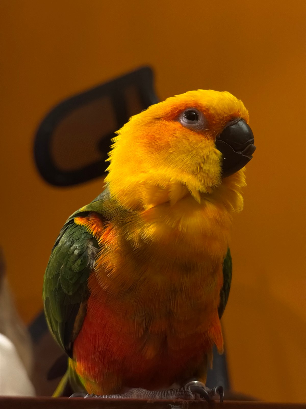 Family documents afternoon with pet parrot in Khimki home