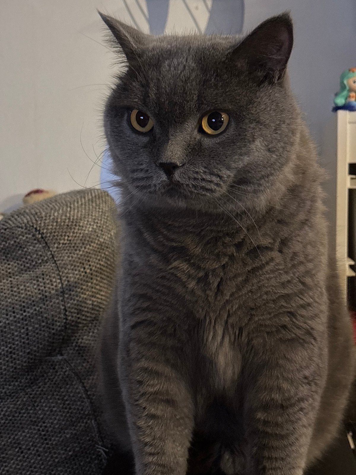Gray cat with golden eyes spotted on furniture in Sofia