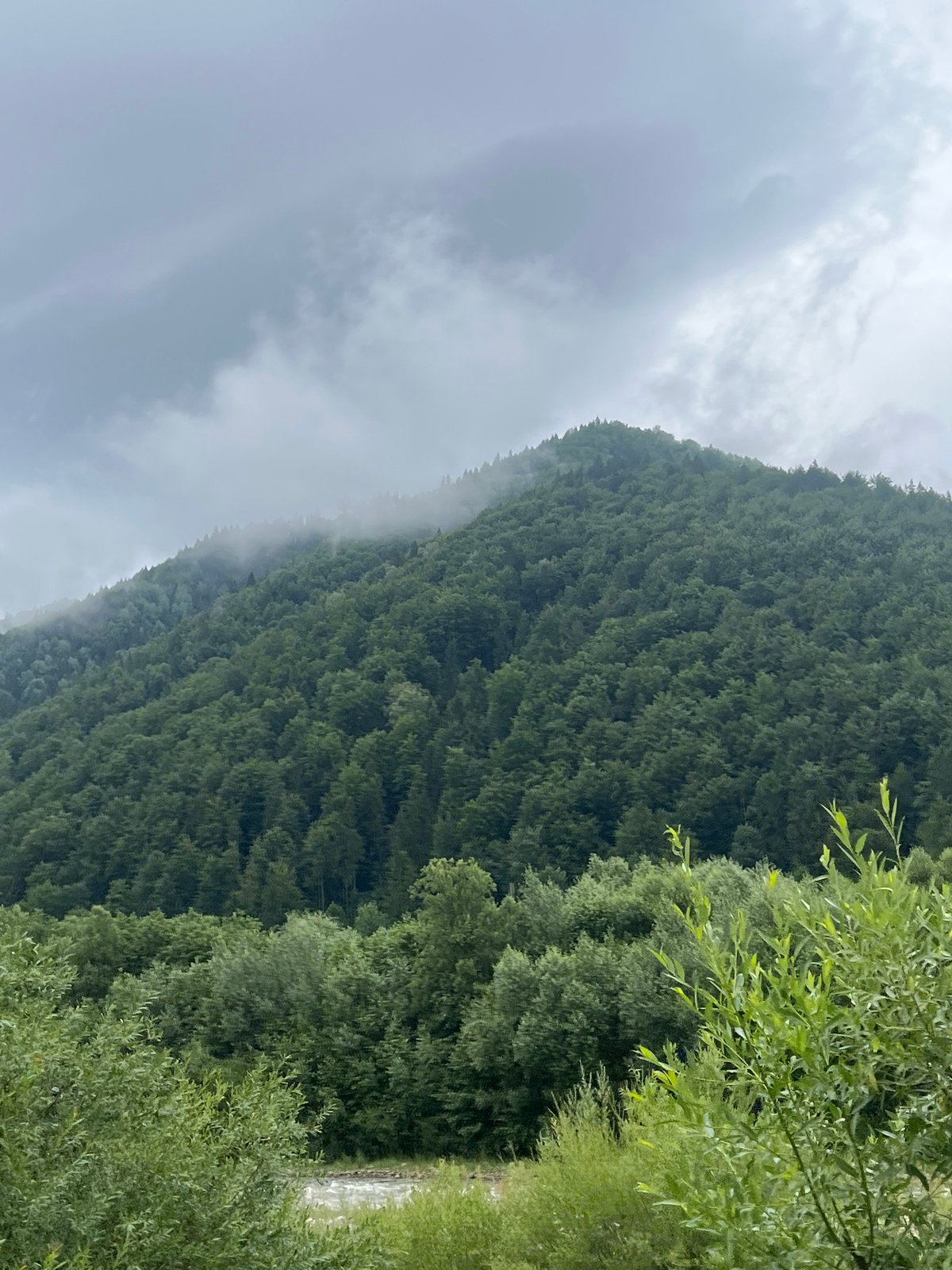 Lush Carpathian forest scenery in Ust-Chorna, Ukraine