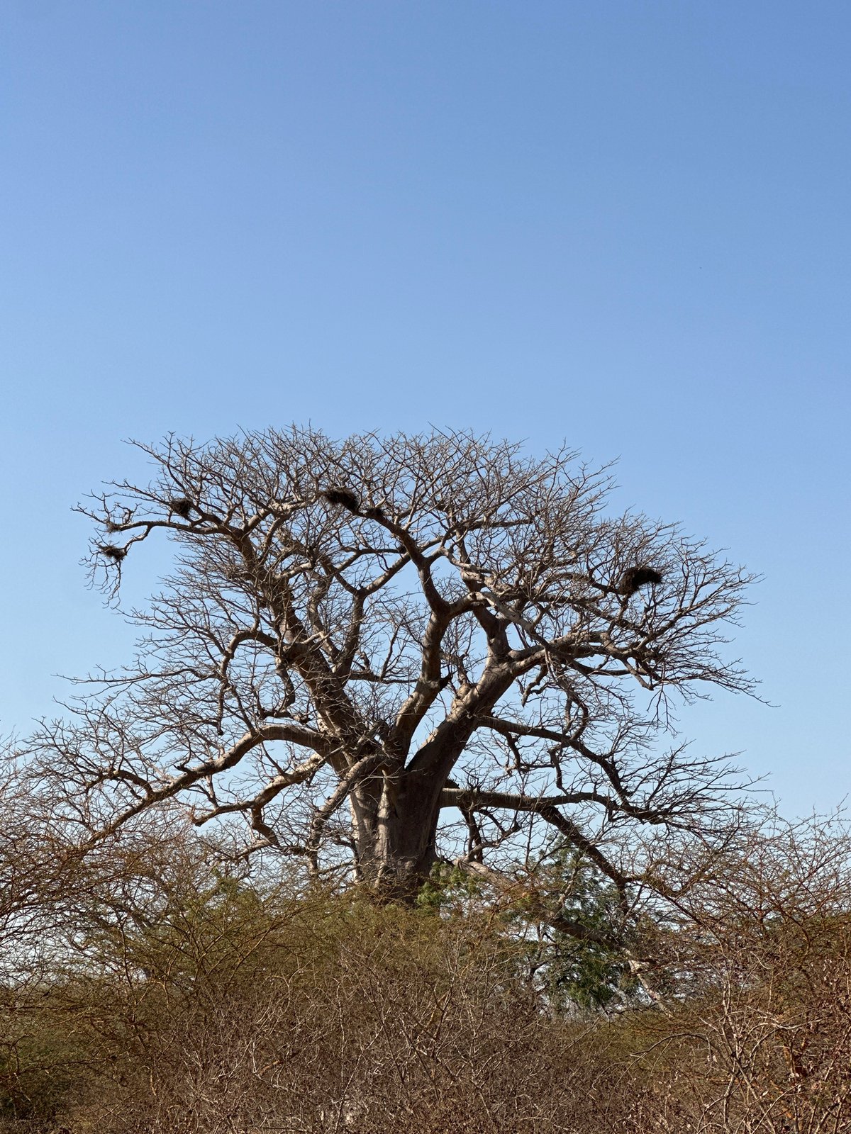 Bare baobab tree documented in rural Senegal countryside