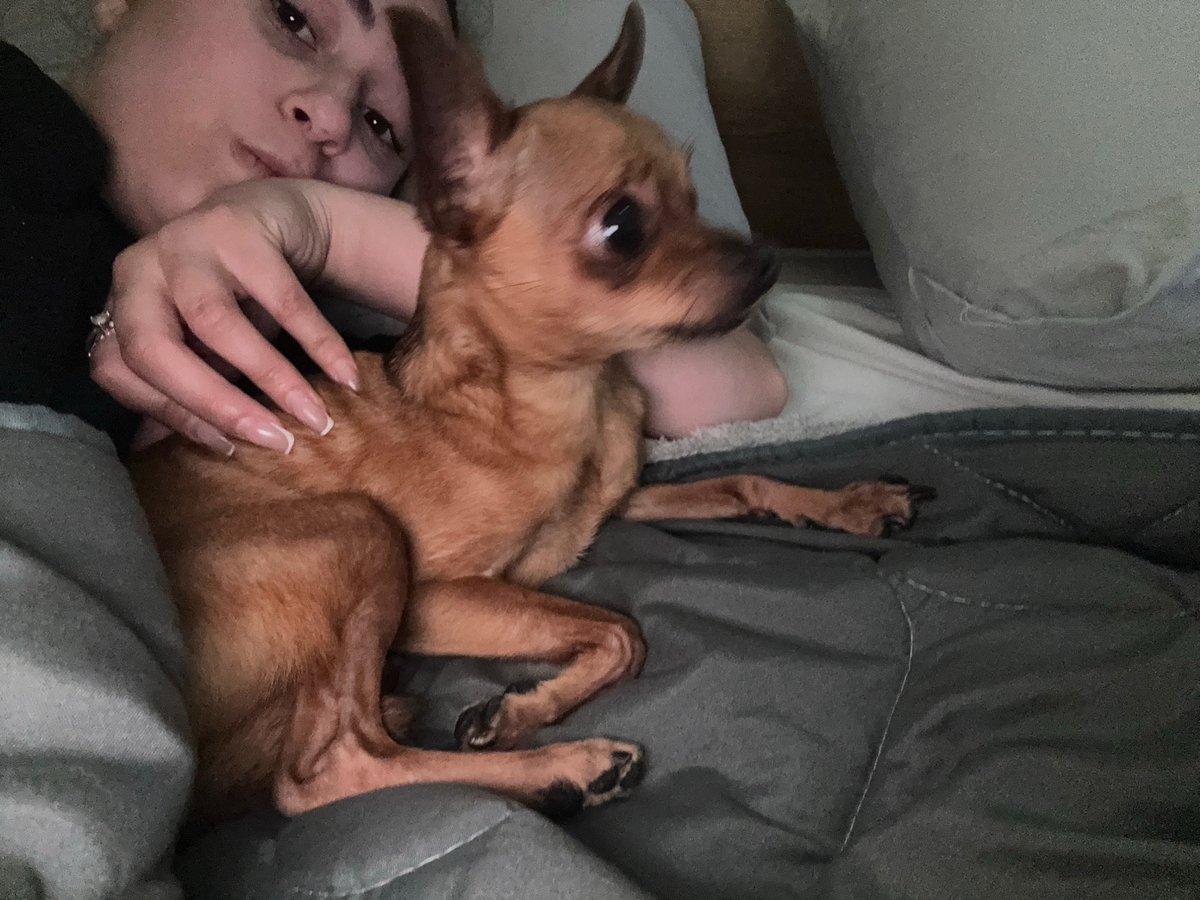 Person cuddles small dog in bed in Yambol