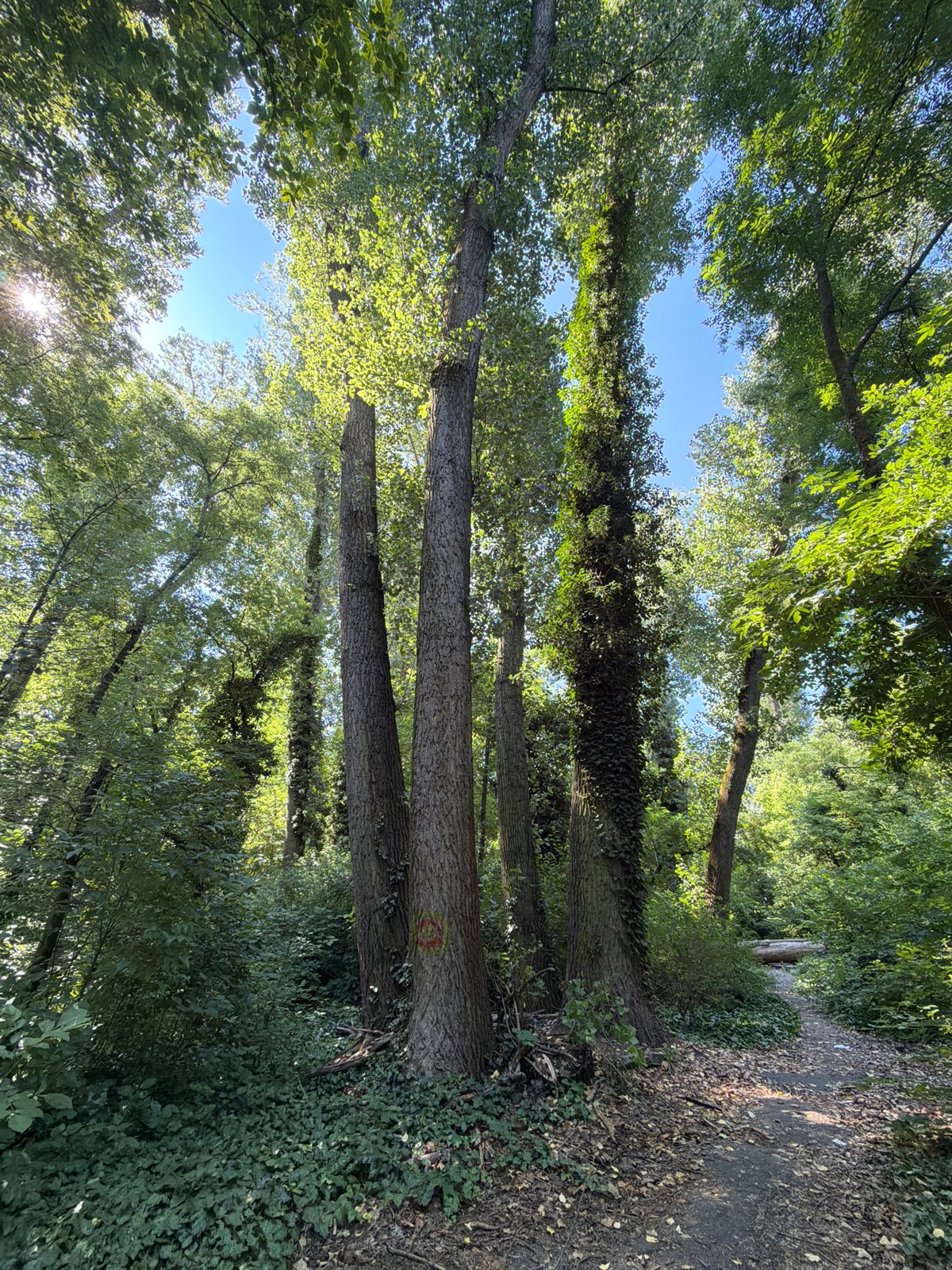 Morning forest hike and bakery stop in Sofia