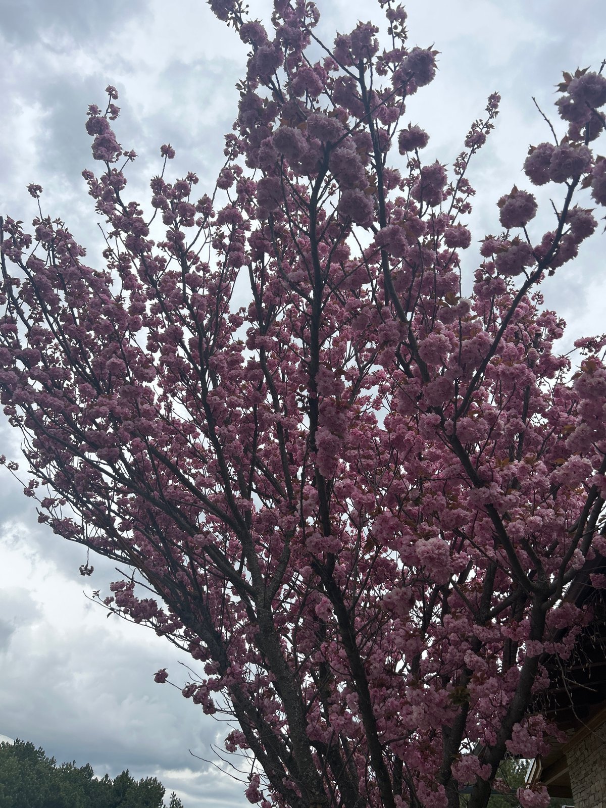 Spring blooms and everyday scenes captured in Razlog, Bulgaria