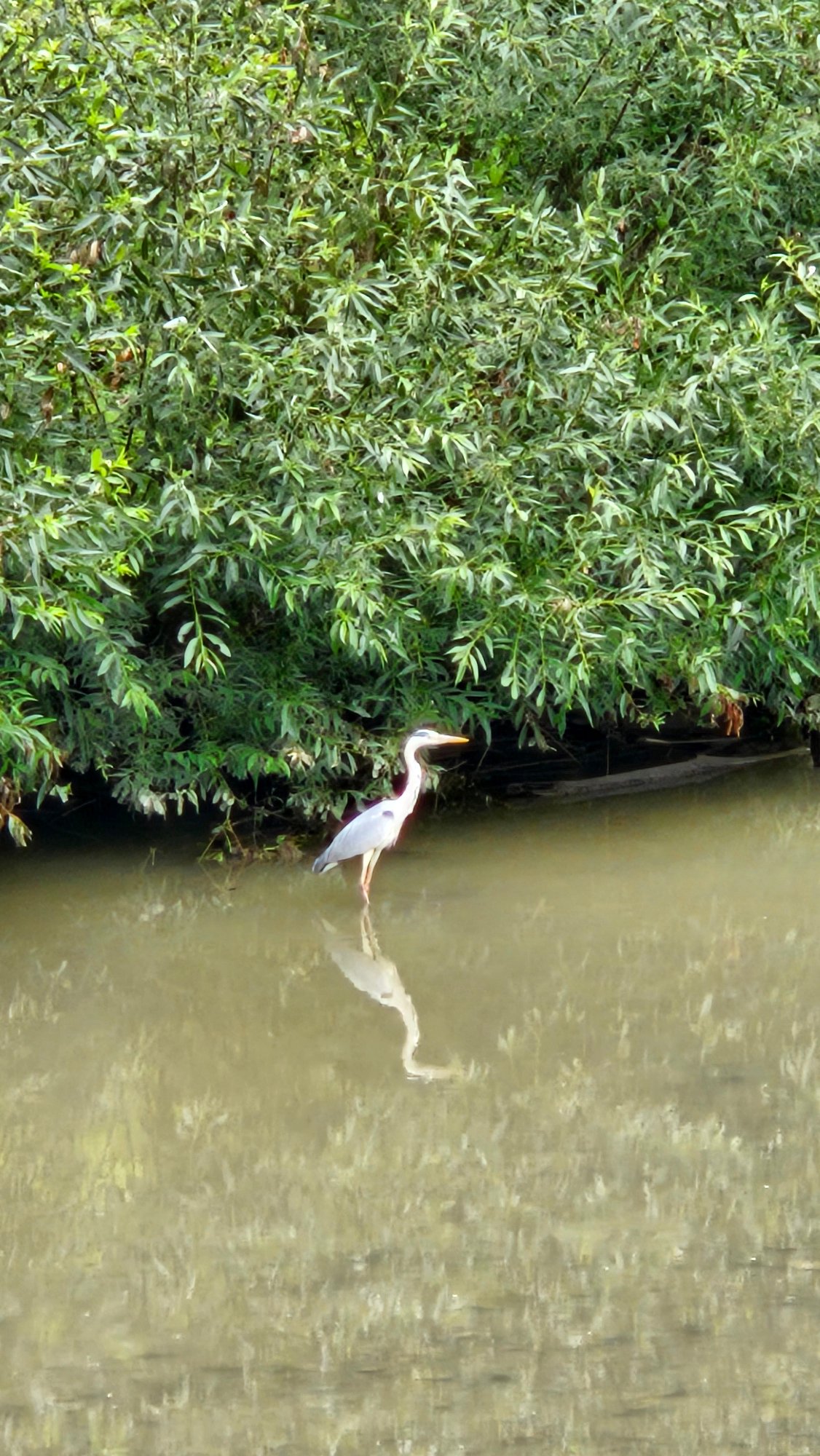 Grey heron wading in a murky Slovak riverbank