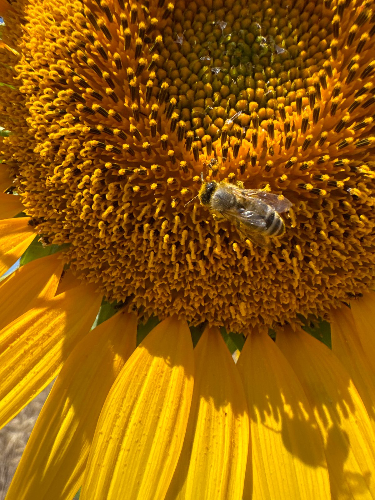 Sunflowers and a foraging bee along a Pomorie roadside