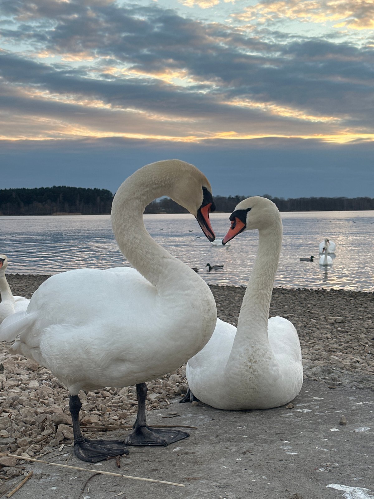 Swans gather along Daugava River in Riga during evening hours