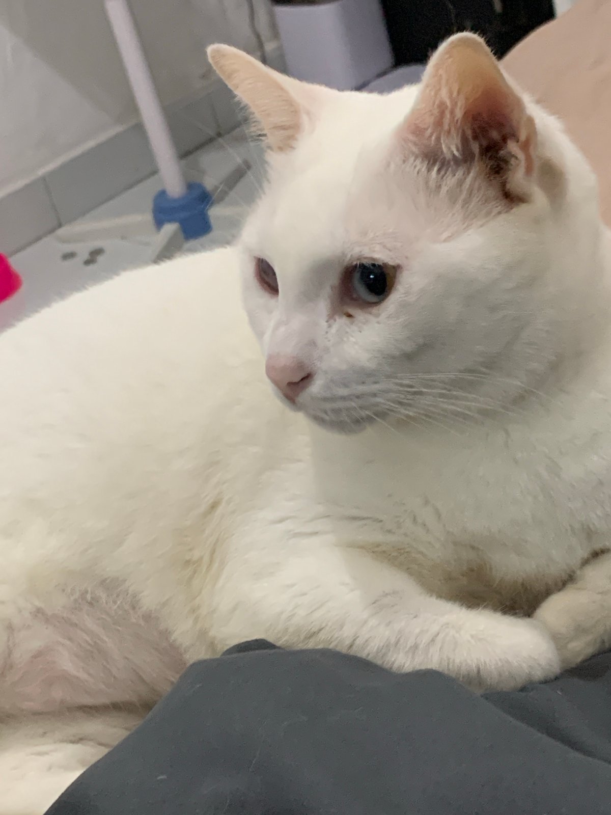 White blue-eyed cat lounging around a Denpasar home