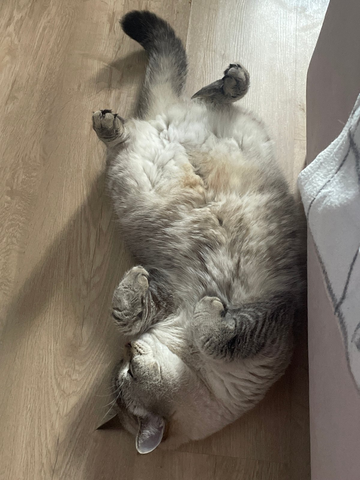 Quiet domestic moments with cat and roses in Votkinsk