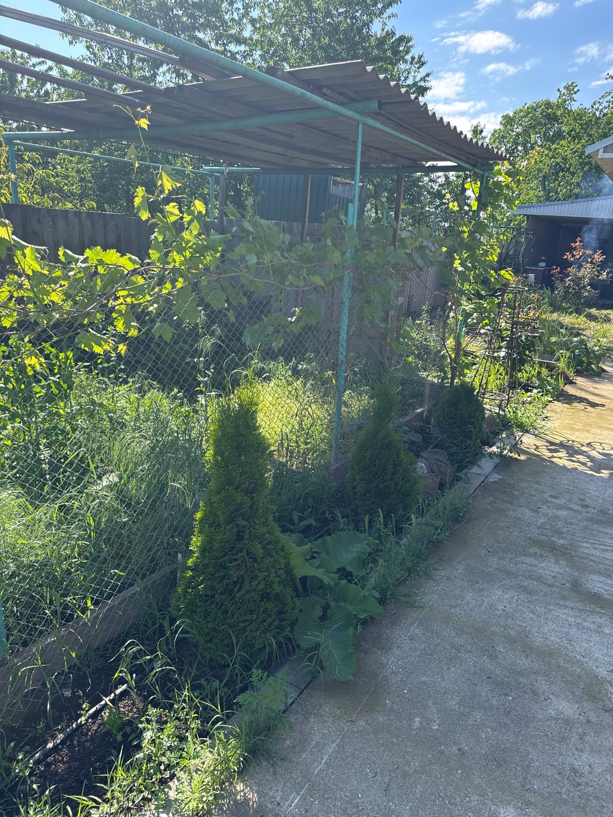 Backyard scenes captured: gardening, grilling, residential life documented