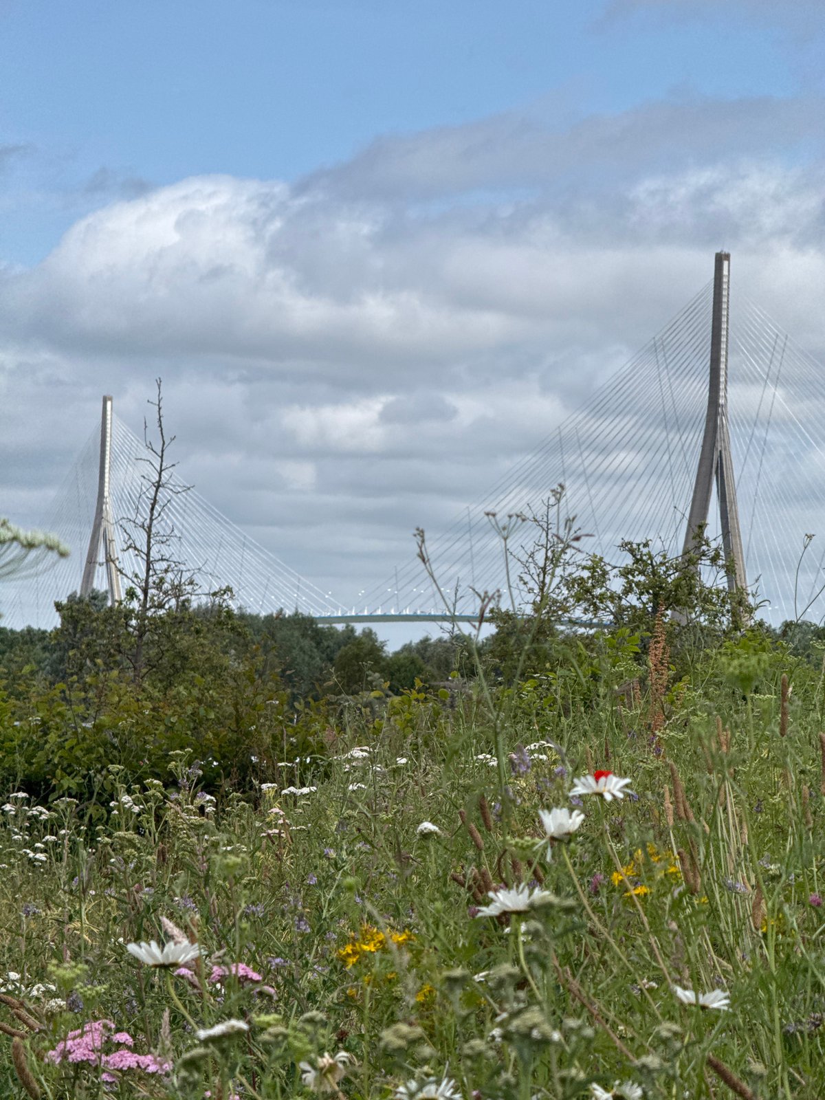 Pont de Normandie bridge photographed from wildflower meadow, Honfleur