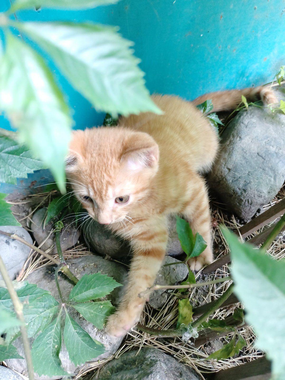 Early morning pet activity documented across Almaty neighborhoods
