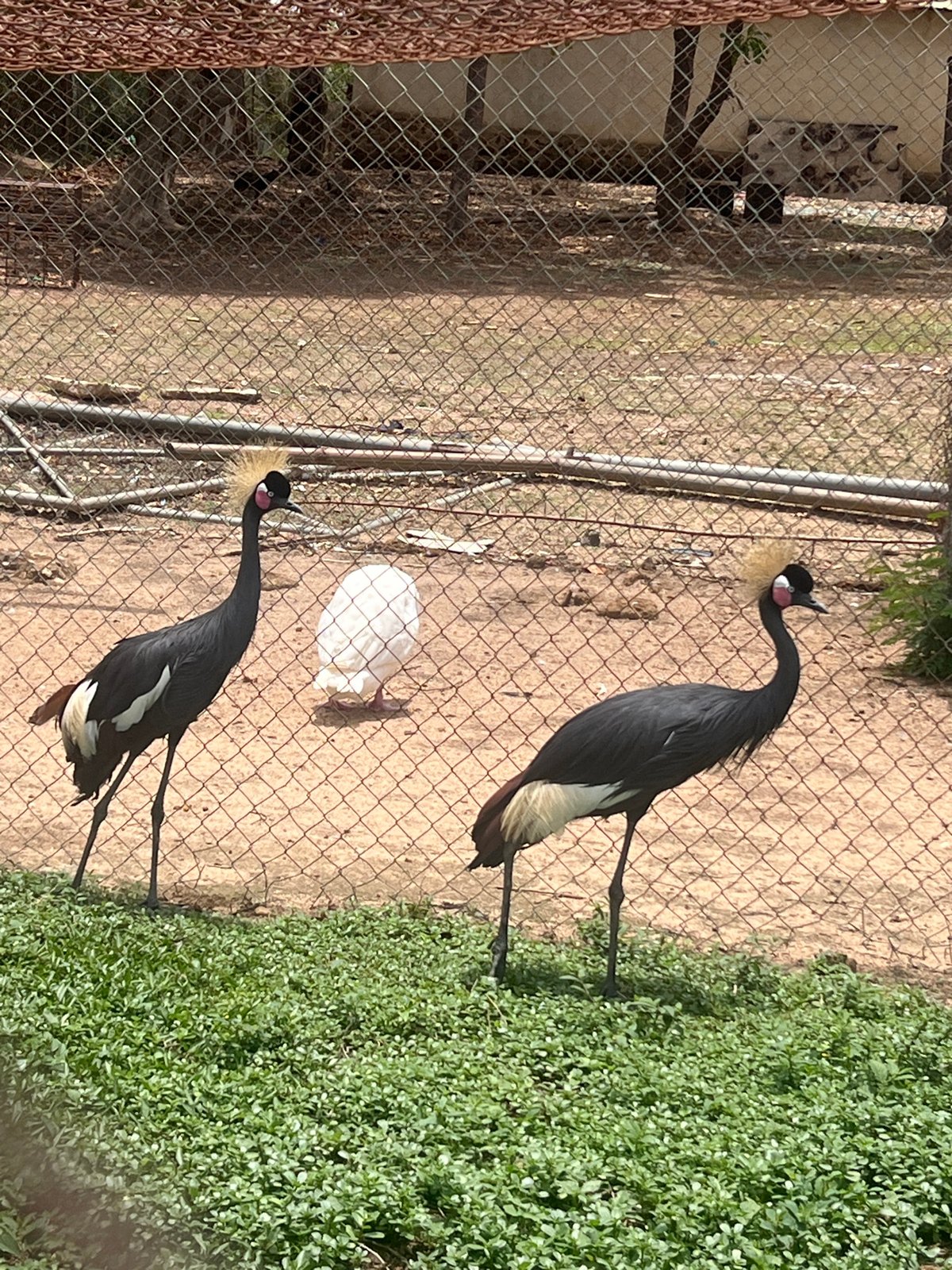 Birds observed at Jos zoo including cranes and waterfowl