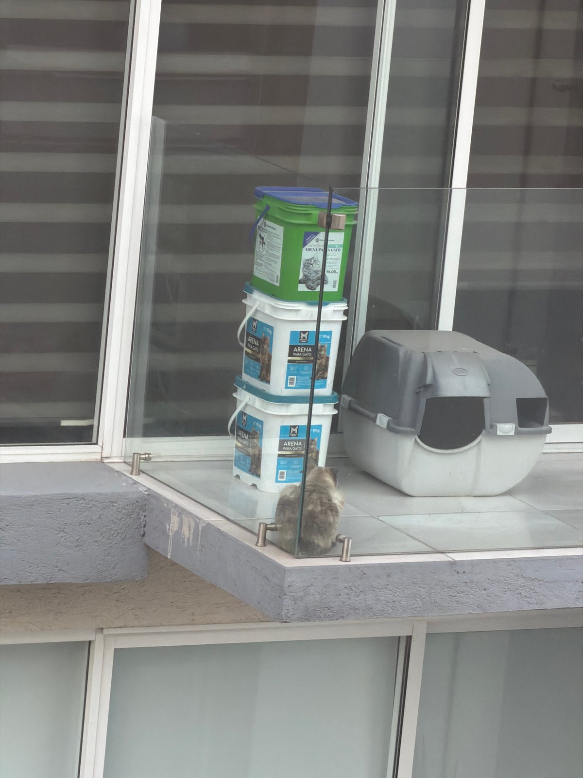 Cat spotted resting on balcony in San Andrés Cholula
