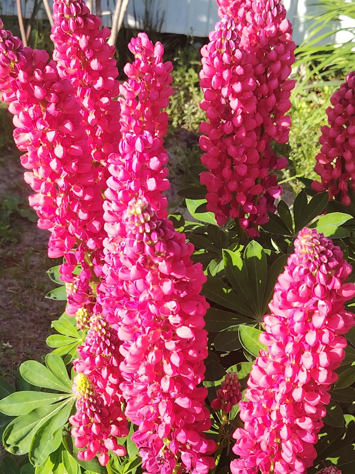 Garden flowers bloom in vibrant display during summer morning