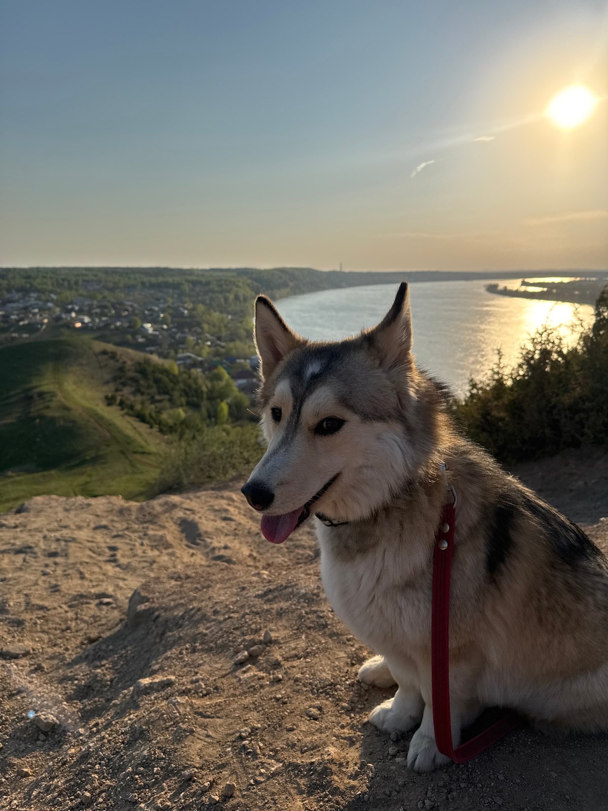 Dirt bikers ride hills near Ольховка as dog watches