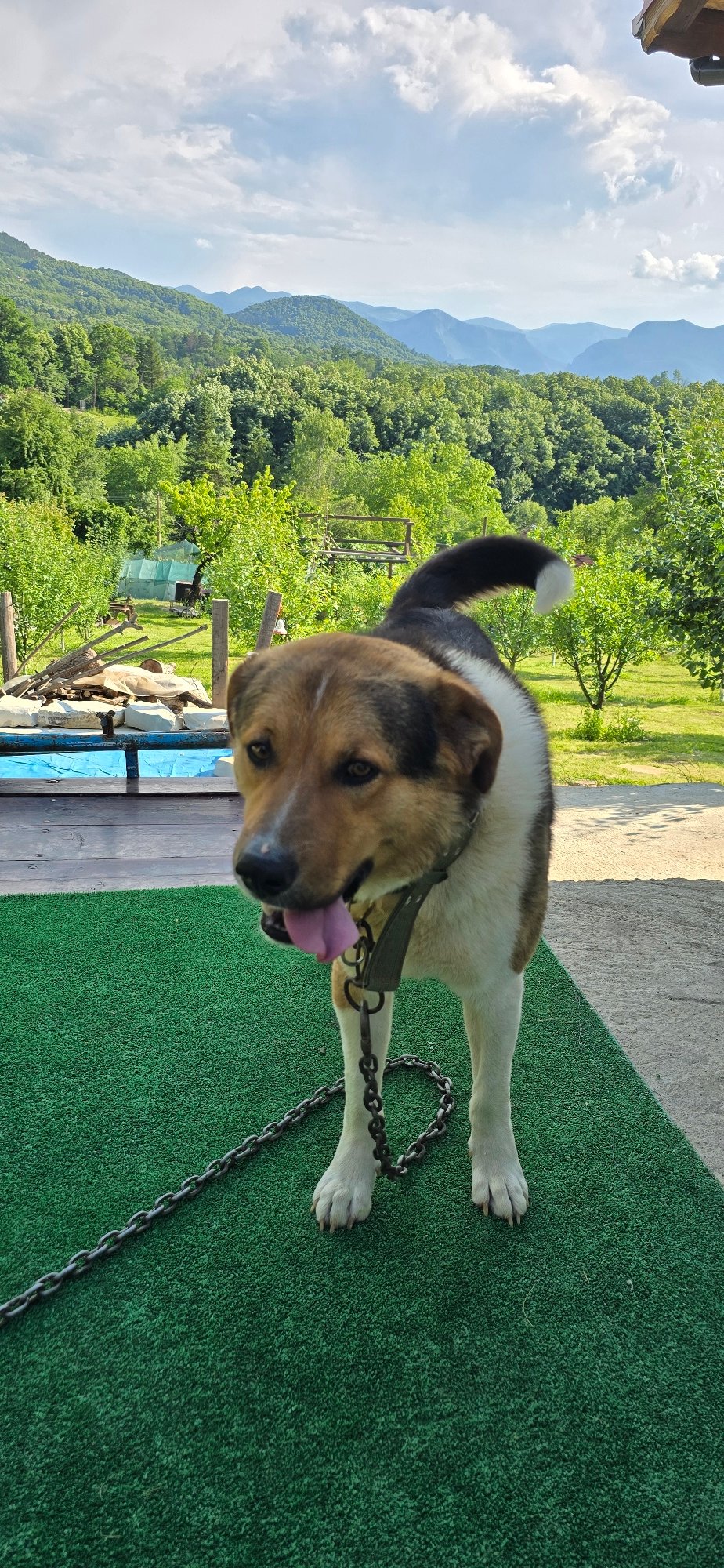 Daily life moments captured in Vratsa: dogs, cherries, motorcycle