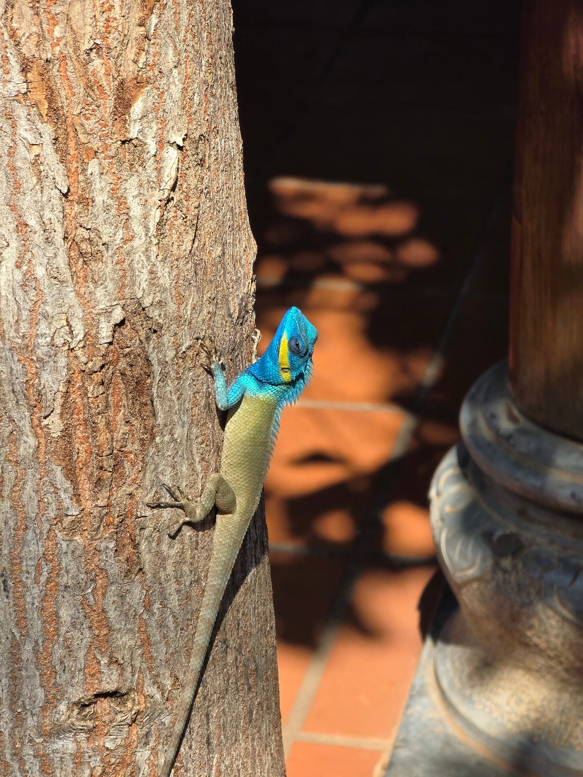 Blue-headed lizard spotted on tree branches in Mũi Né